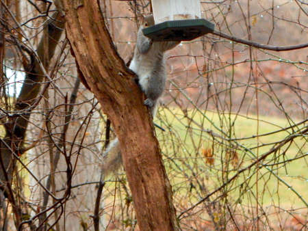 Sneaky Squirrelの写真素材