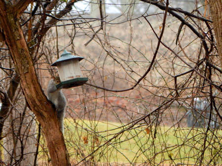 Squirrel Robbing Birdfeederの写真素材