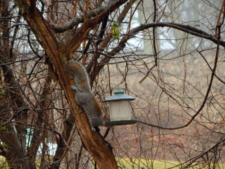 Sneaky Squirrel Hijacks Feederの写真素材