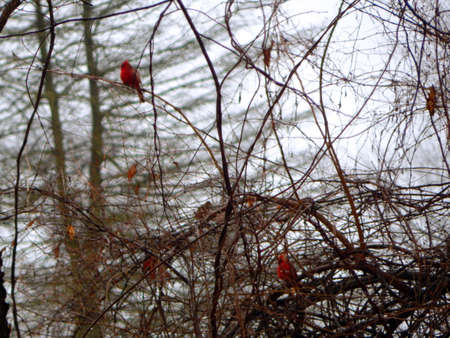 Cardinals in the Brushの写真素材