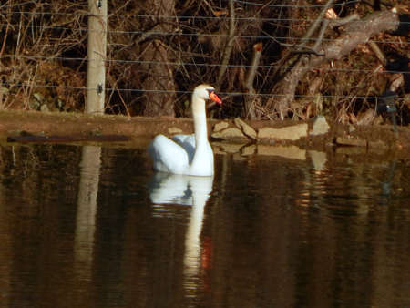 Sun Basking Swanの写真素材