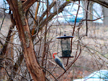Beautiful Red-Bellied Woodpeckerの写真素材