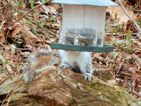 Sneaky Squirrelの写真素材