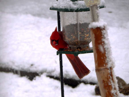 Winter Birdfeeding Cardinalの写真素材