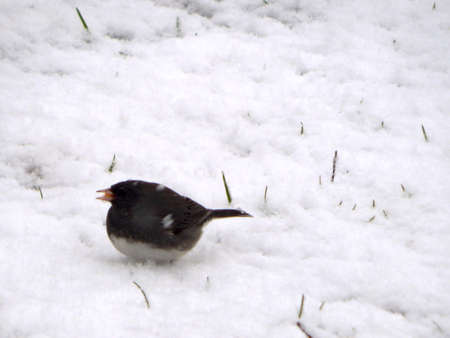 Songbird Singing in the Snowの写真素材