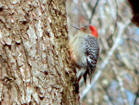 Young Red-Bellied Woodpeckerの写真素材