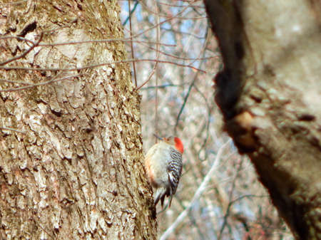 Chubby Little Red-Bellied Woodpeckerの写真素材