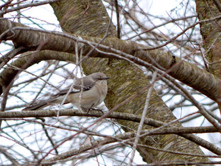 Perched Songbirdの写真素材