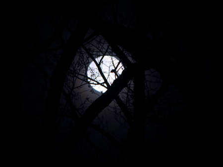 Glowing Forest Moonの写真素材