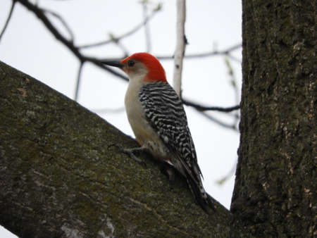 Red Bellied Woodpecker Restingの写真素材