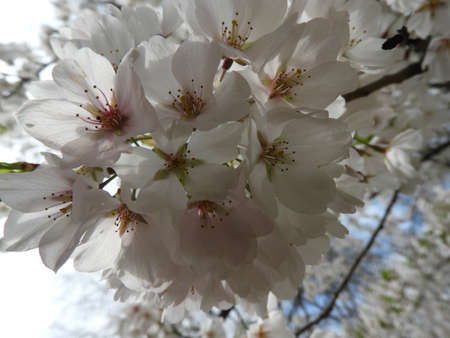 Dogwood in Springの写真素材