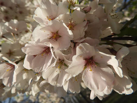 Beautiful Dogwoodの写真素材