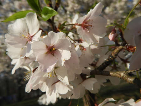 Dogwood Bloomsの写真素材