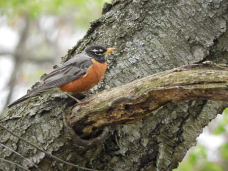 Robin Perched