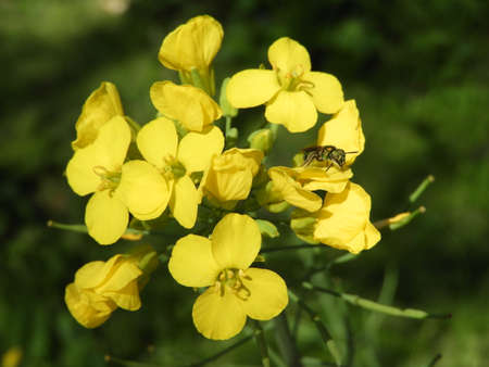 Yellow Flowers & a Flyの写真素材