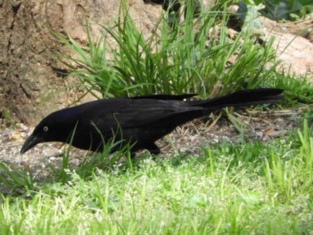 Grackle Huntingの写真素材