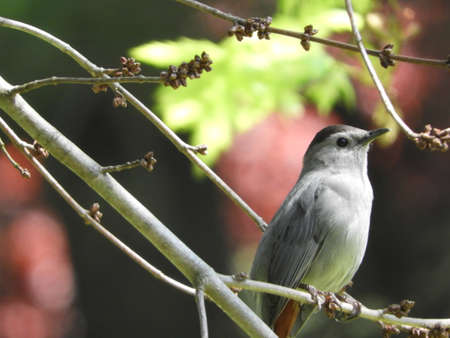 Tree Perched Cat Birdの写真素材