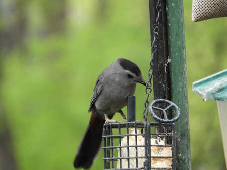 Northeastern Cat Birdの写真素材