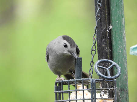 Single Cat Birdの写真素材