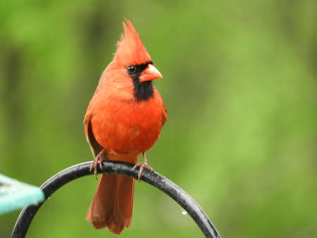 Perched Northeastern Male Cardinalの写真素材