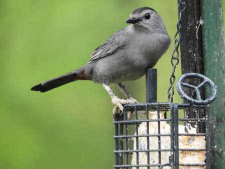 Curious Cat Birdの写真素材