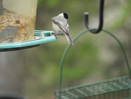 Chickadee's Backsideの写真素材