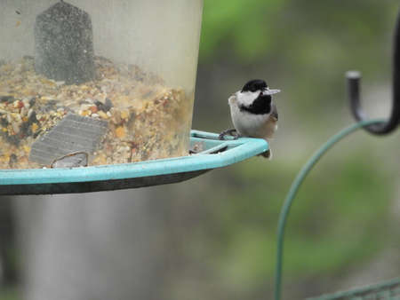 Perched Chickadeeの写真素材