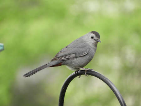 Cat Bird Relaxingの写真素材