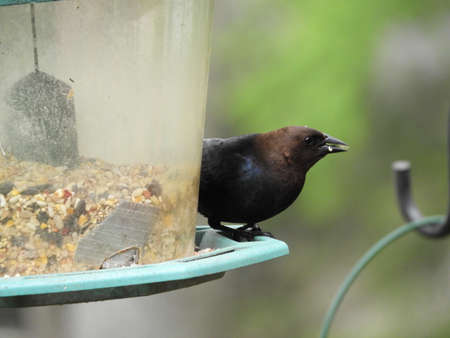 Perched Bronzed Headed Cow Birdの写真素材