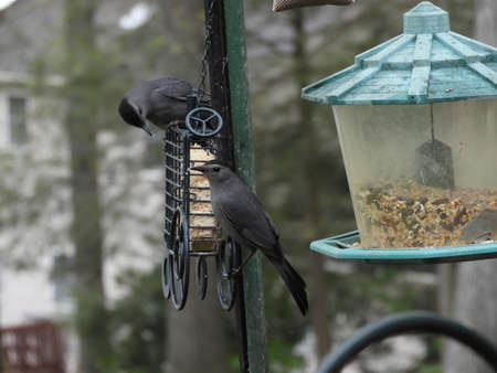 Suet & Cat Birdsの写真素材