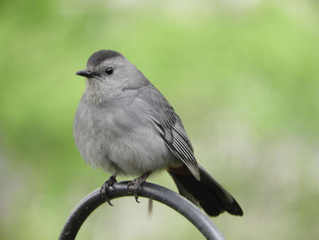 Watchful Cat Birdの写真素材
