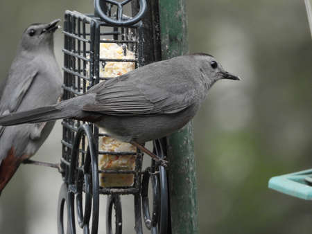 Hungry Cat Birdsの写真素材