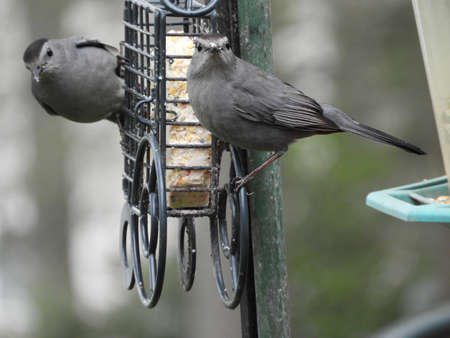 Double Cat Birdsの写真素材