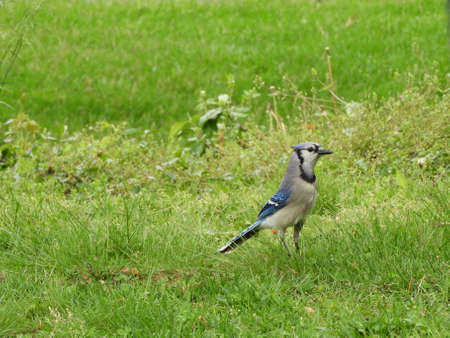 Northeastern Blue Jayの写真素材