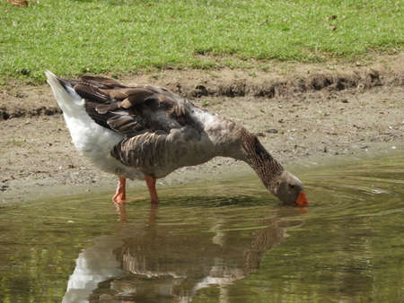 Duck Under Waterの写真素材