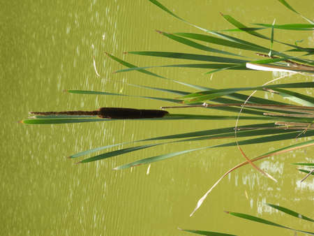 Small Pond Cattailsの写真素材