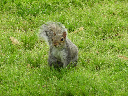 Running Squirrel