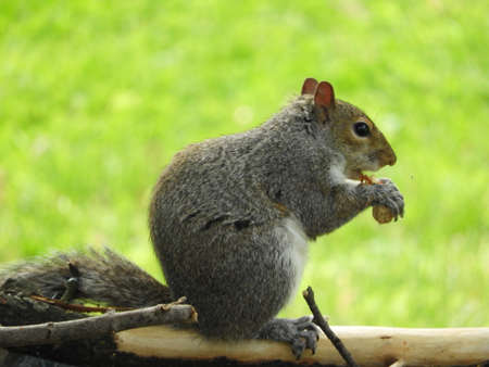 Squirrel With a Peanutの写真素材
