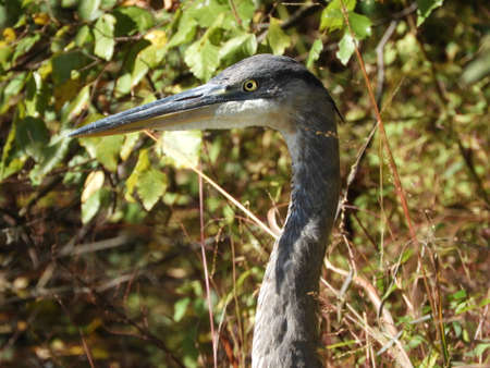 Great Blue Heronの写真素材