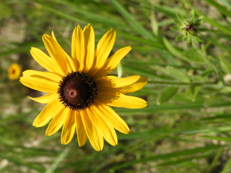 Black-Eyed Susanの写真素材