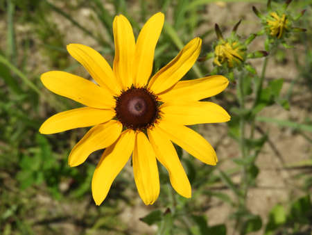 Black-Eyed Susanの写真素材