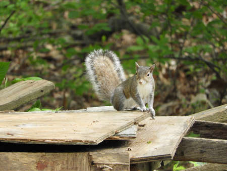 Nutty Squirrelの写真素材