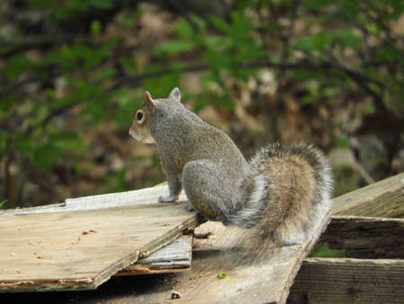 Nutty Squirrelの写真素材