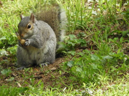 Nutty Squirrelの写真素材