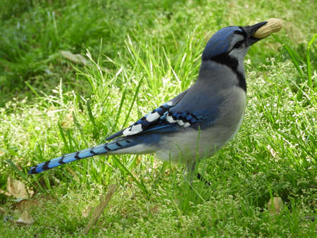 Hungry Blue Jayの写真素材
