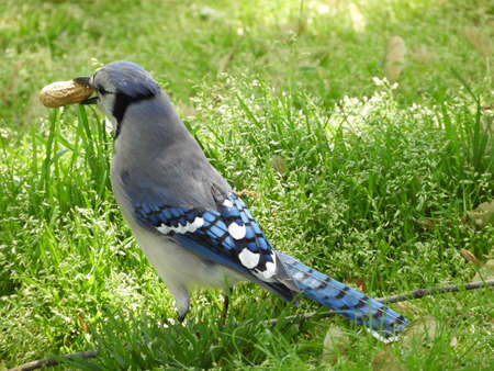 Hungry Blue Jayの写真素材