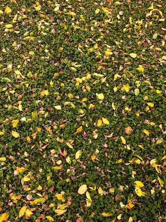 Dried yellow leaves laying on green grassの写真素材