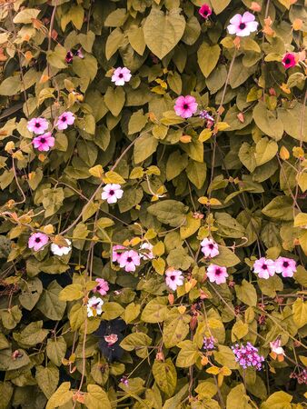 Background of green yellowish leaves and white pinkish flowerの写真素材