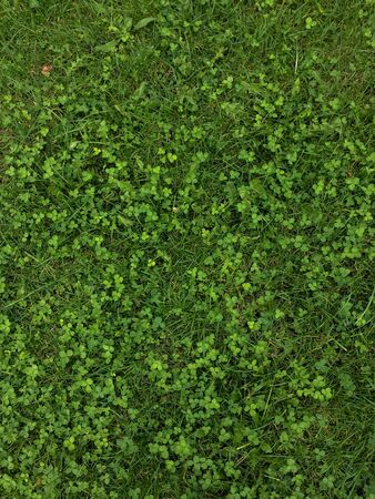 Green grass backgroundの写真素材