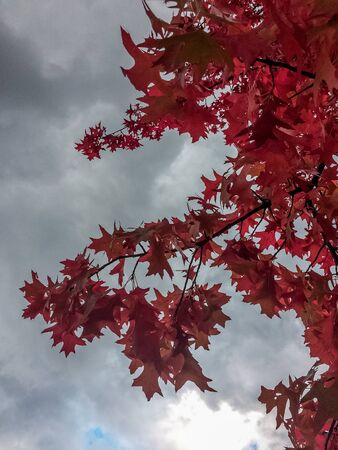 Red leaves hanging with cloudy skyの写真素材